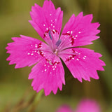 Garofita de gradina (Dianthus deltoides)  Rosea, planta perena cu flori roz pentru borduri si stancarii
