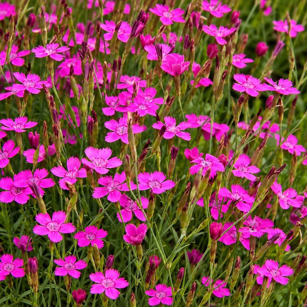 Garofita de gradina (Dianthus deltoides)  Rosea, planta perena cu flori roz pentru borduri si stancarii