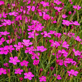 Garofita de gradina (Dianthus deltoides)  Rosea, planta perena cu flori roz pentru borduri si stancarii