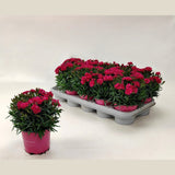 Garofita (Dianthus) Peman Fancy, perena cu flori parfumate roz Intens