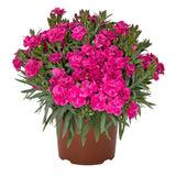 Garofita (Dianthus) Peman Fancy, perena cu flori parfumate roz Intens