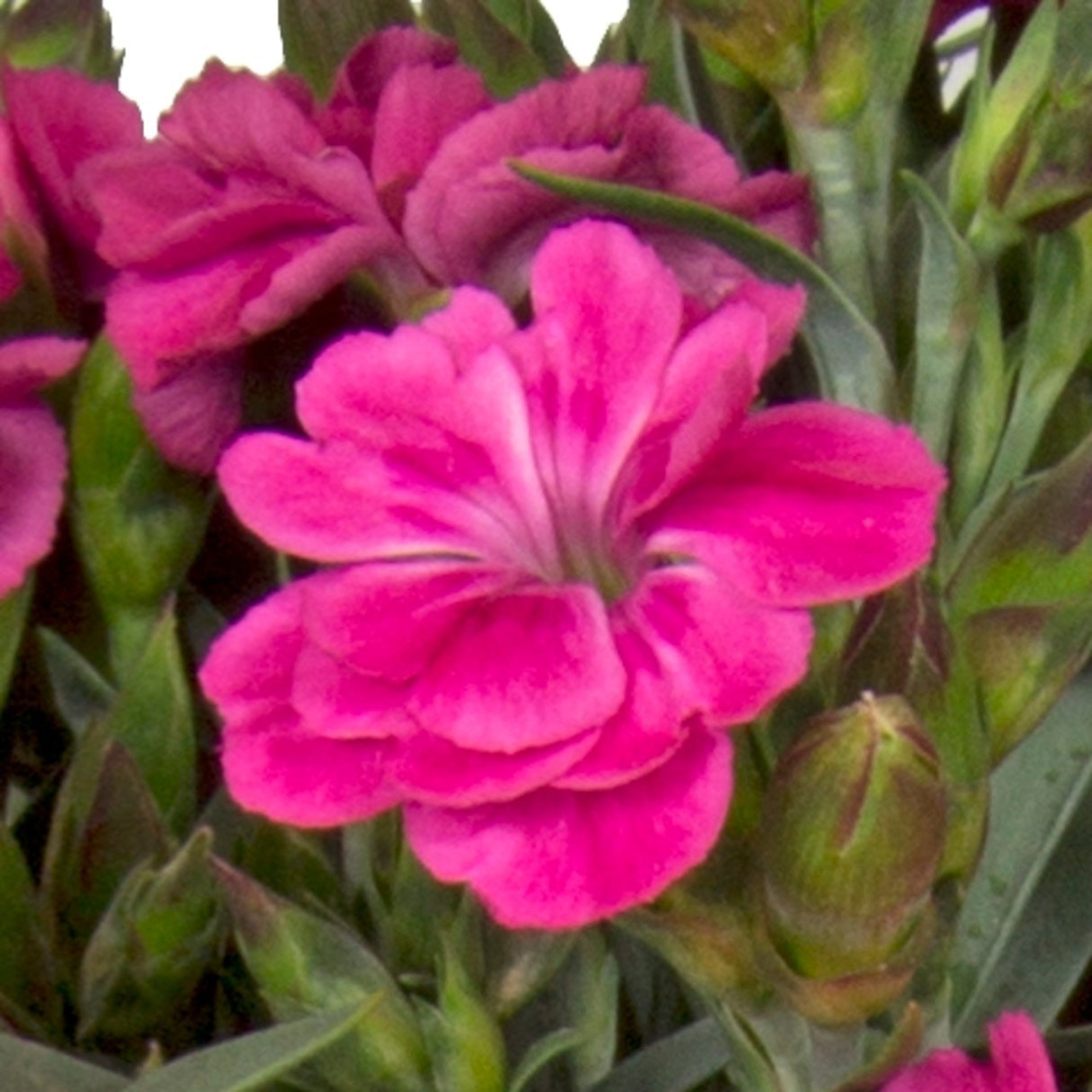 Garofita (Dianthus) Peman Fancy, perena cu flori parfumate roz Intens