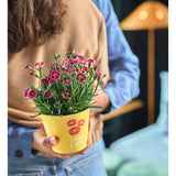 Garofita (Dianthus) Lucky Lips Lara, perena cu flori bicolore parfumate alb cu roz intens