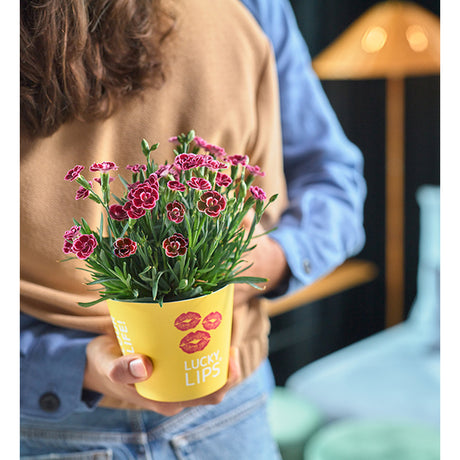 Garofita (Dianthus) Lucky Lips Lara, perena cu flori bicolore parfumate alb cu roz intens