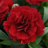 Garofita Oscar Dark Red, perena parfumata,flori rosii, 15-20 cm, soare, rezistenta la ger