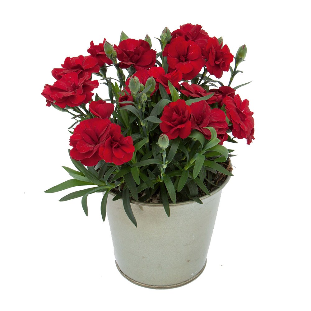 Garofita Oscar Dark Red, perena parfumata,flori rosii, 15-20 cm, soare, rezistenta la ger