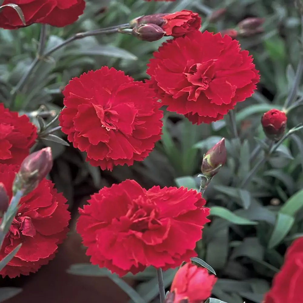 Garofita Oscar Dark Red, perena parfumata,flori rosii, 15-20 cm, soare, rezistenta la ger