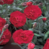 Garofita Oscar Dark Red, perena parfumata,flori rosii, 15-20 cm, soare, rezistenta la ger