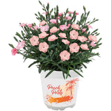 Garofita (Dianthus) Peach Party, perena parfumata cu flori roz-piersica si inflorire indelungata
