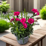 Garofita (Dianthus) Purple Wings,  perena cu flori rosu-magenta parfumate, compacta, rezistenta la ger, pentru soare