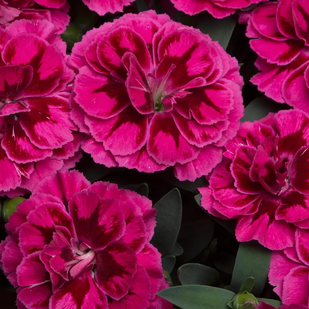 Garofita (Dianthus) Purple Wings,  perena cu flori rosu-magenta parfumate, compacta, rezistenta la ger, pentru soare