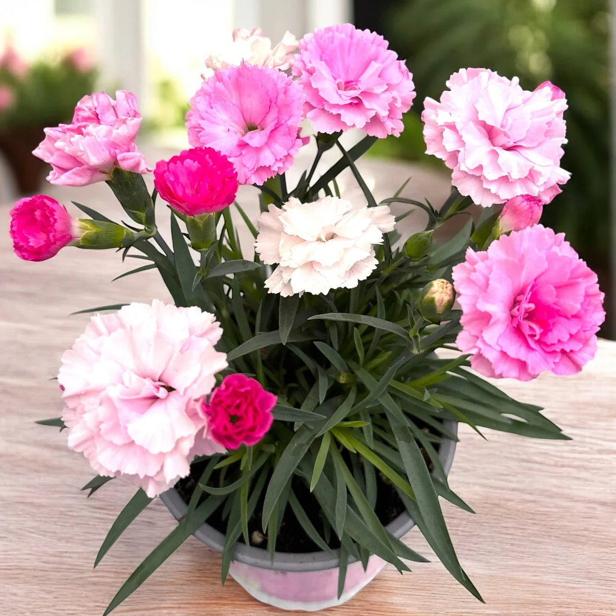 Garofita Dianthus Tricolor, flori parfumate tricolore spectaculoase, roz, fucsia si alb