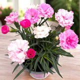 Garofita Dianthus Tricolor, flori parfumate tricolore spectaculoase, roz, fucsia si alb