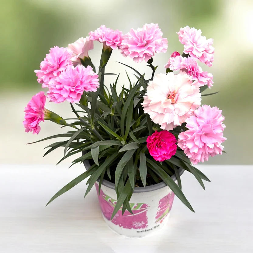 Garofita Dianthus Tricolor, flori parfumate tricolore spectaculoase, roz, fucsia si alb