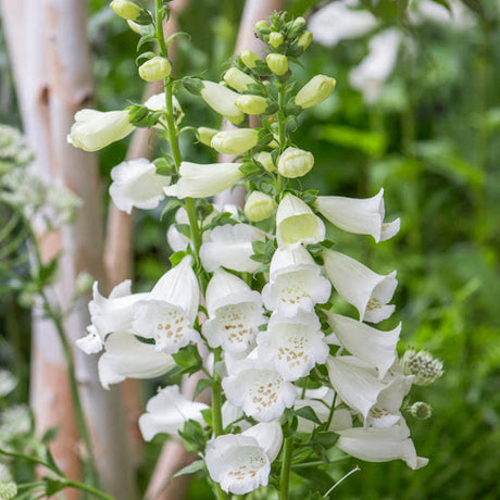 Manusa de Vulpe (Digitalis) Alba