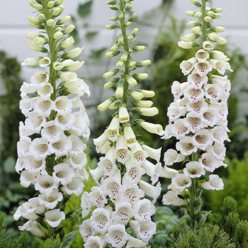 Manusa de Vulpe (Digitalis) Alba, tije florale albe inalte, iubitoare de soare