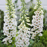 Manusa de Vulpe (Digitalis) Alba, tije florale albe inalte, iubitoare de soare