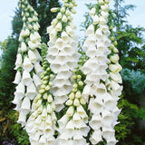 Manusa de Vulpe (Digitalis) Alba, tije florale albe inalte, iubitoare de soare