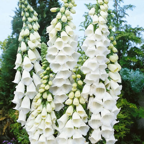 Manusa de Vulpe (Digitalis) Alba, tije florale albe inalte, iubitoare de soare