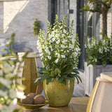 Manusa de Vulpe (Digitalis) Alba, tije florale albe inalte, iubitoare de soare