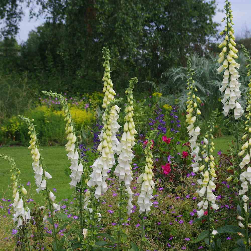 Manusa de Vulpe (Digitalis) Alba, tije florale albe inalte, iubitoare de soare