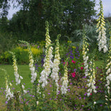 Manusa de Vulpe (Digitalis) Alba, tije florale albe inalte, iubitoare de soare