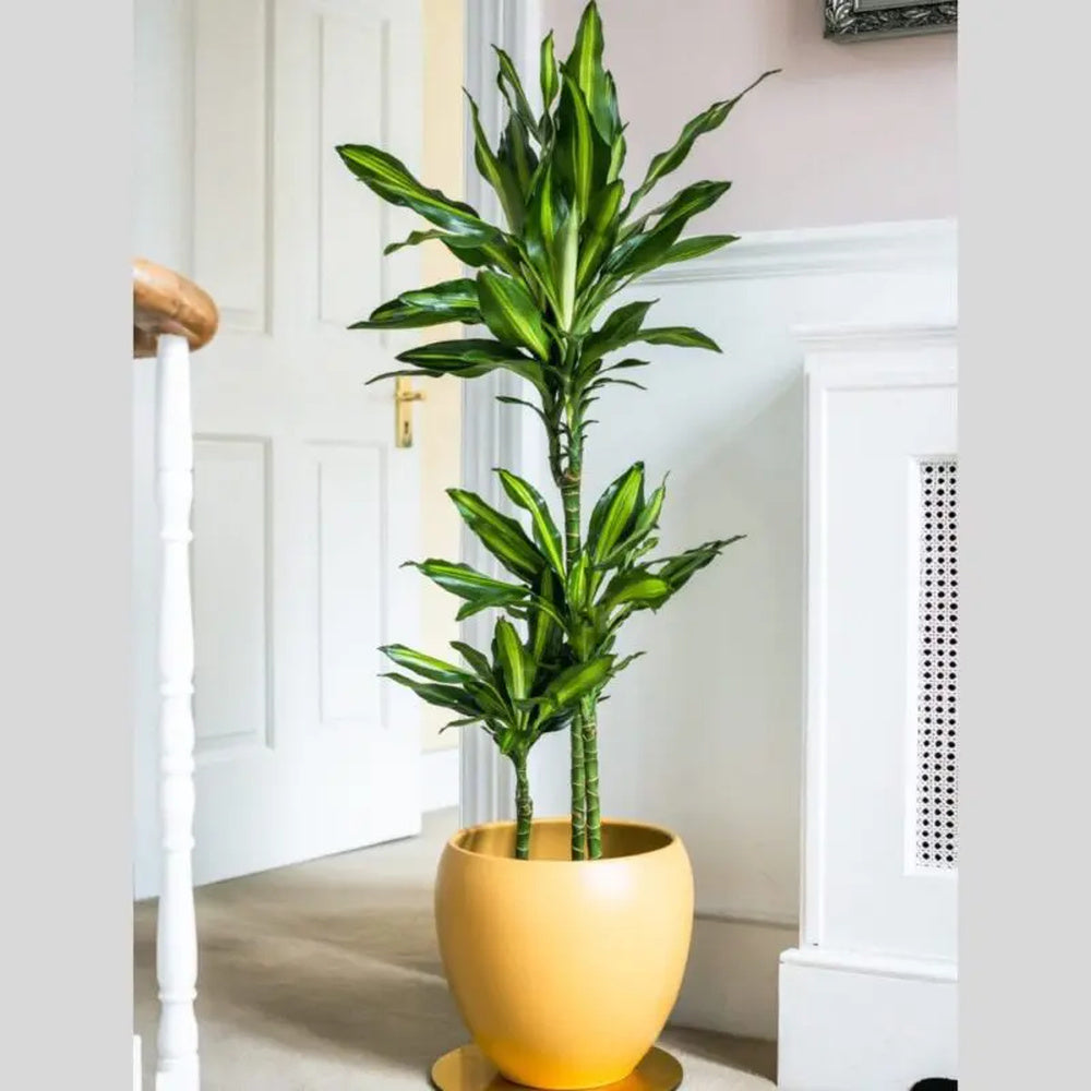 Trunchiul Fericirii (Dracena) Cintho, 70 cm, planta tropicala de interior, cu frunze verzi si lime