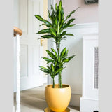 Trunchiul Fericirii (Dracena) Cintho, 70 cm, planta tropicala de interior, cu frunze verzi si lime