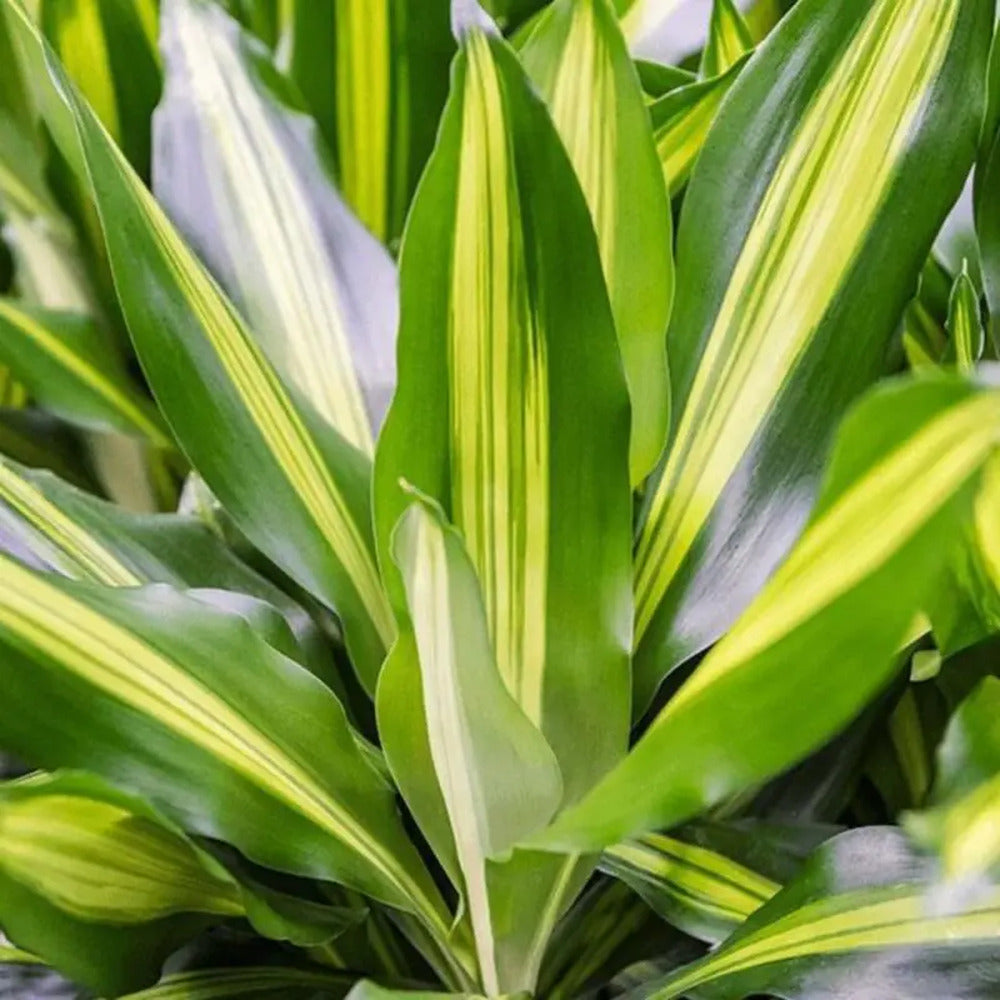 Trunchiul Fericirii (Dracena) Cintho, 70 cm, planta tropicala de interior, cu frunze verzi si lime