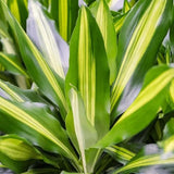Trunchiul Fericirii (Dracena) Cintho, 70 cm, planta tropicala de interior, cu frunze verzi si lime
