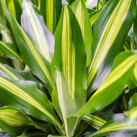Trunchiul Fericirii (Dracena) Cintho, 70 cm, planta tropicala de interior, cu frunze verzi si lime