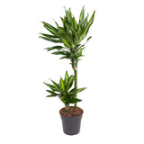 Trunchiul Fericirii (Dracena) Cintho, 70 cm, planta tropicala de interior, cu frunze verzi si lime