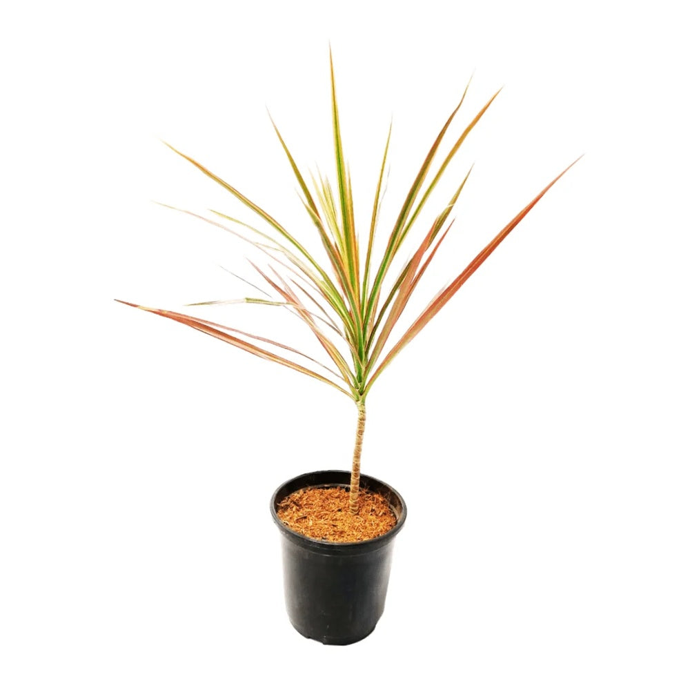 Trunchiul Fericirii (Dracena) Colorama, 40 cm, planta de interior cu frunze roz-rosu si verzi