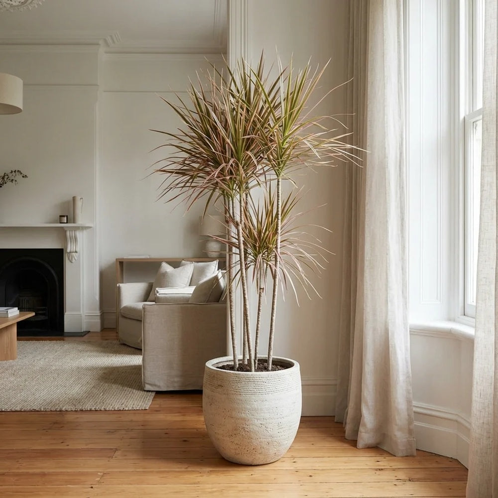 Trunchiul Fericirii (Dracena) Colorama, 40 cm, planta de interior cu frunze roz-rosu si verzi