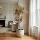 Trunchiul Fericirii (Dracena) Colorama, 40 cm, planta de interior cu frunze roz-rosu si verzi