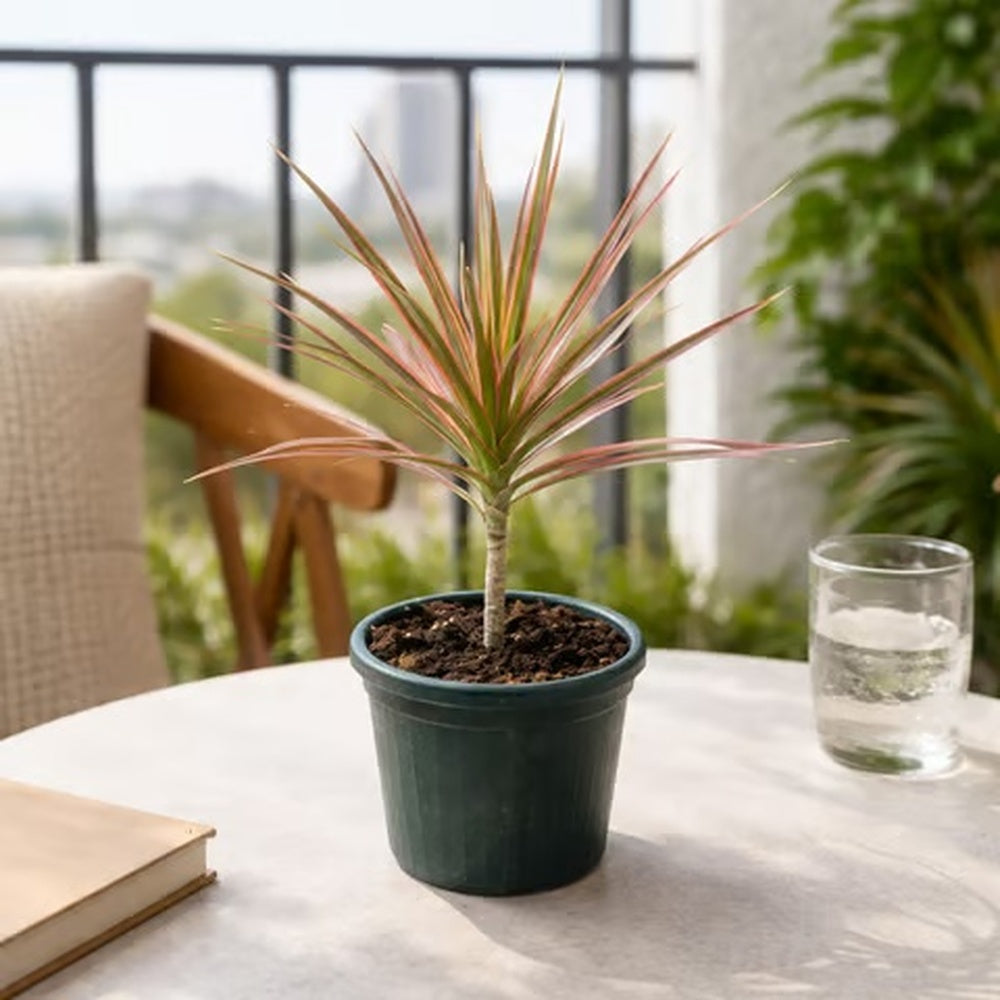 Trunchiul Fericirii (Dracena) Colorama, 40 cm, planta de interior cu frunze roz-rosu si verzi