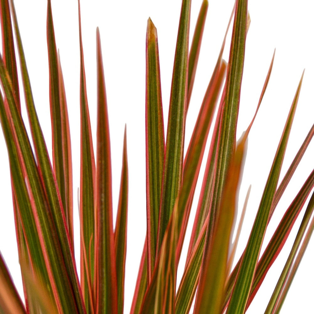Trunchiul Fericirii (Dracena) Colorama, 40 cm, planta de interior cu frunze roz-rosu si verzi