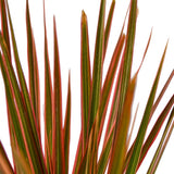 Trunchiul Fericirii (Dracena) Colorama, 40 cm, planta de interior cu frunze roz-rosu si verzi