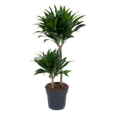 Trunchiul Fericirii (Dracena) Compacta, 80 cm, 2 Tulpini (45-15 cm)