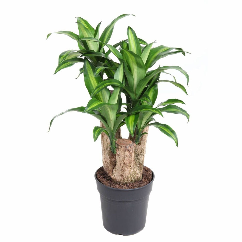 Trunchiul Fericirii (Dracena) Massangeana Bonsai, 70 cm cu tulpini multiple, planta tropicala spectaculoasa