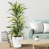 Trunchiul Fericirii (Dracena) Lemon Lime, planta de apartament decorativa cu frunze verzi galbene - 170 cm