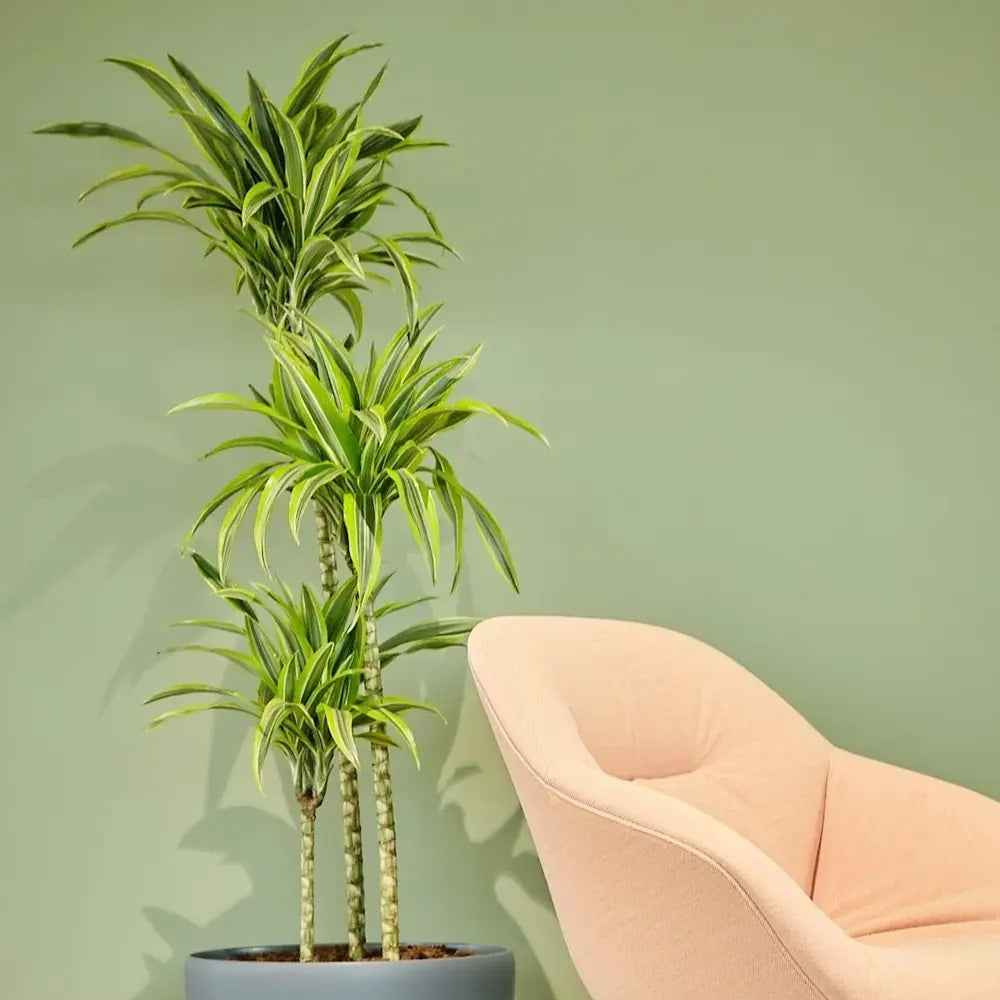 Trunchiul Fericirii (Dracena) Lemon Lime, Trunchiul Fericirii (Dracena) Lemon Lime, Trunchiul Fericirii (Dracena) Lemon Lime, planta de apartament decorativa cu frunze verzi galbene, 2 Tulpini - 110 cm