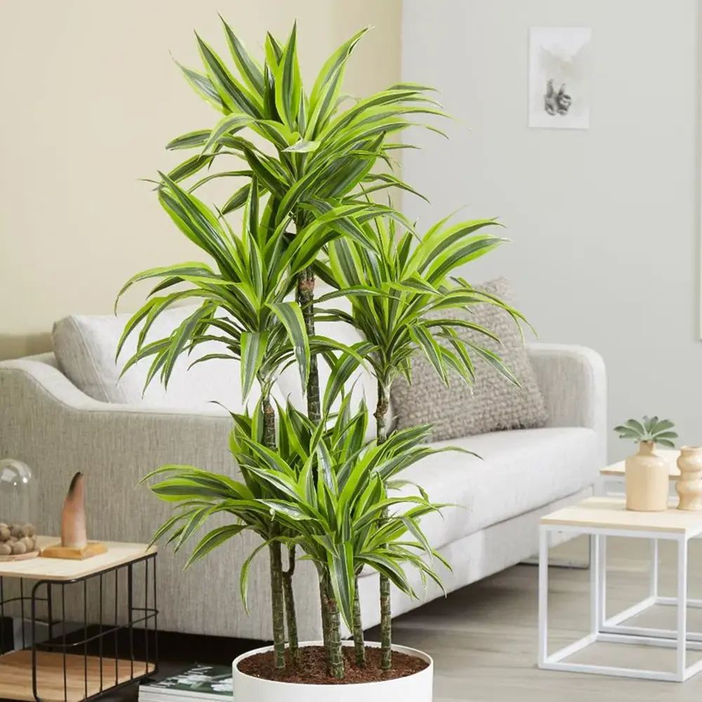 Trunchiul Fericirii (Dracena) Lemon Lime, Trunchiul Fericirii (Dracena) Lemon Lime, planta de apartament decorativa cu frunze verzi galbene, 3 Tulpini - 145 cm