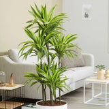 Trunchiul Fericirii (Dracena) Lemon Lime, Trunchiul Fericirii (Dracena) Lemon Lime, planta de apartament decorativa cu frunze verzi galbene, 3 Tulpini - 145 cm
