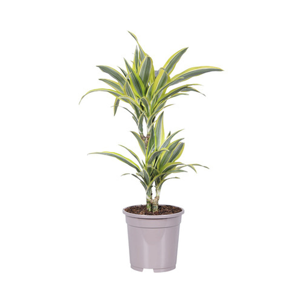 Trunchiul Fericirii (Dracena) Lemon Lime, 65 cm, 2 Tulpini, planta de apartament decorativa cu frunze verzi galbene