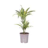 Trunchiul Fericirii (Dracena) Lemon Lime, 65 cm, 2 Tulpini, planta de apartament decorativa cu frunze verzi galbene