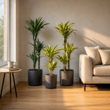 Trunchiul Fericirii (Dracena) Lemon Lime, 65 cm, 2 Tulpini, planta de apartament decorativa cu frunze verzi galbene