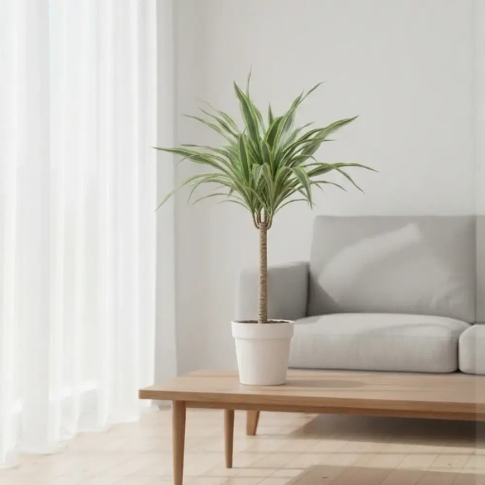 Trunchiul Fericirii (Dracena) Lemon Lime, 65 cm, 2 Tulpini, planta de apartament decorativa cu frunze verzi galbene