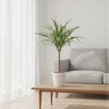 Trunchiul Fericirii (Dracena) Lemon Lime, 65 cm, 2 Tulpini, planta de apartament decorativa cu frunze verzi galbene