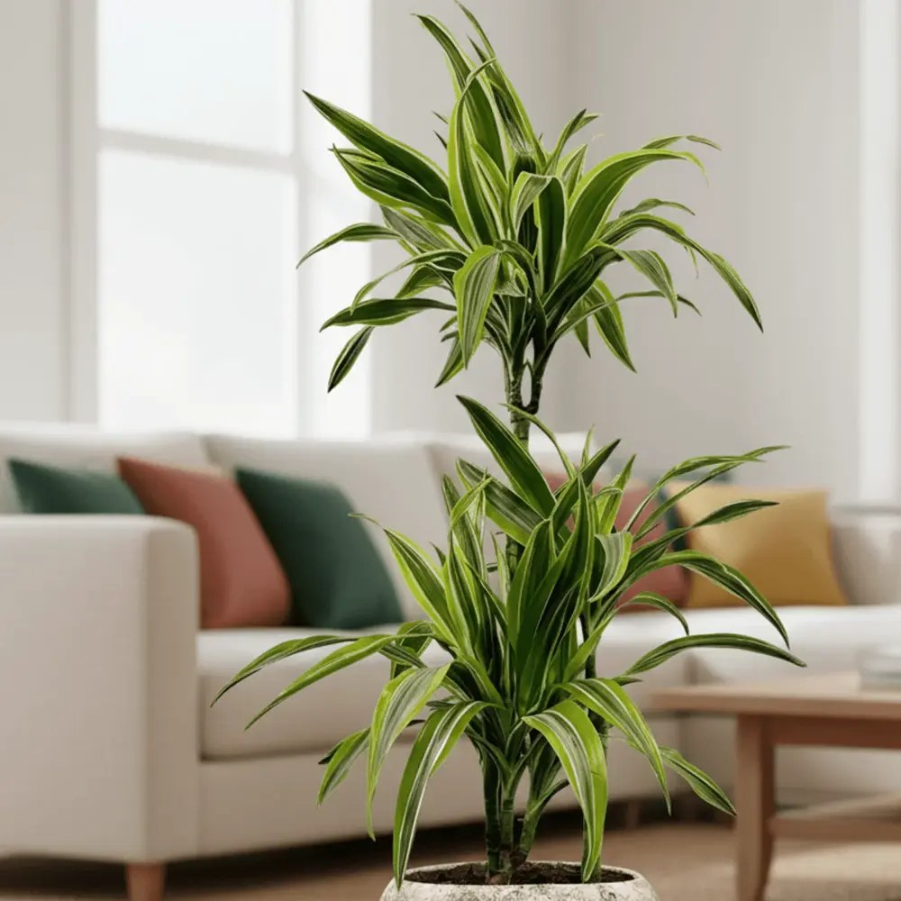 Trunchiul Fericirii (Dracena) Lemon Lime, 65 cm, 2 Tulpini, planta de apartament decorativa cu frunze verzi galbene